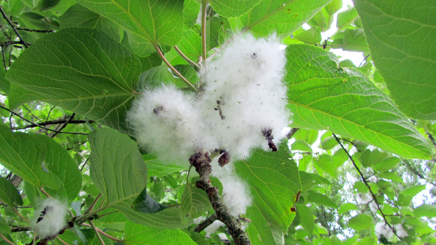 Populus lasiocarpa kwiaty