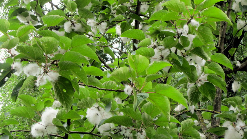 Populus lasiocarpa kwiaty