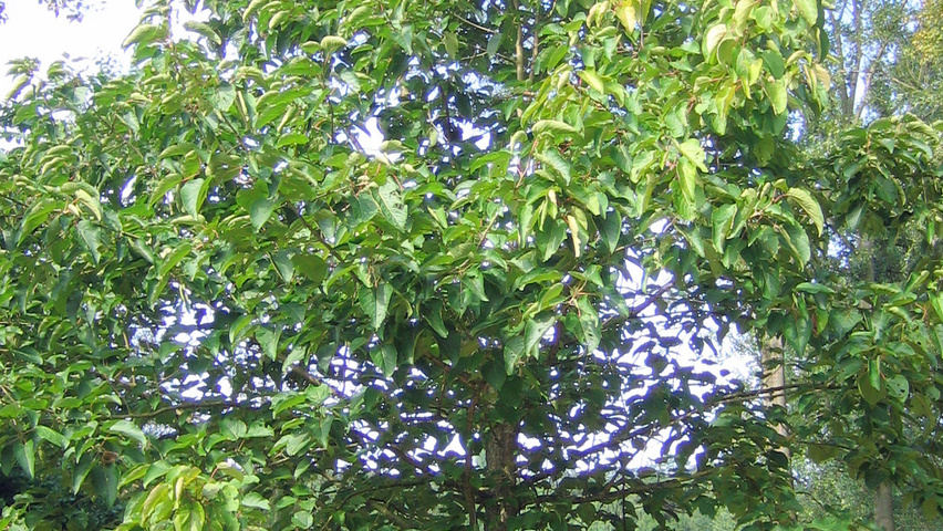 Populus lasiocarpa pienne
