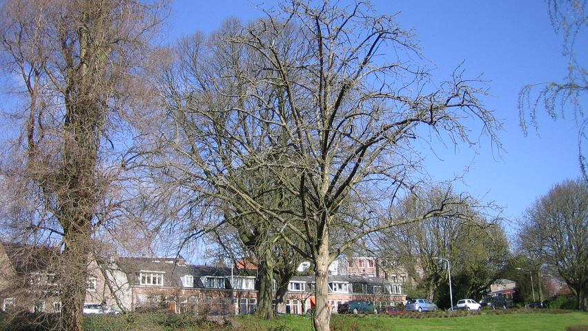 Populus lasiocarpa pienne