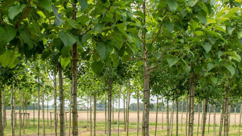 Populus lasiocarpa pienne
