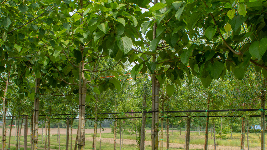 Populus lasiocarpa pienne