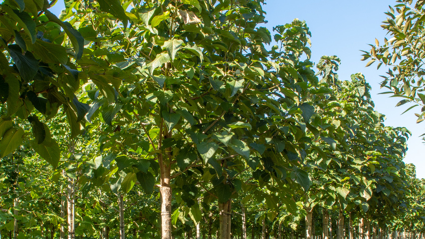 Populus lasiocarpa pienne