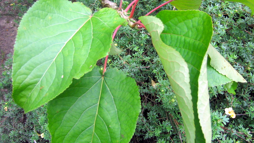 Populus lasiocarpa liście