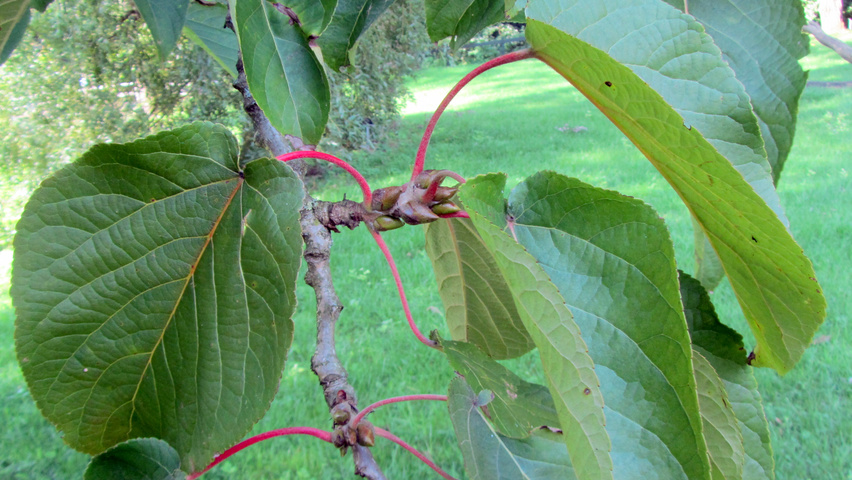 Populus lasiocarpa liście