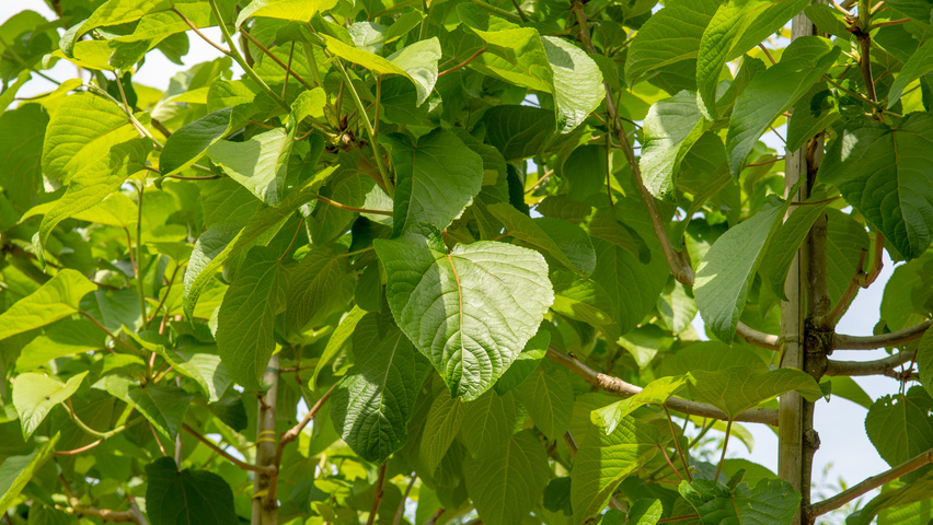 Populus lasiocarpa liście