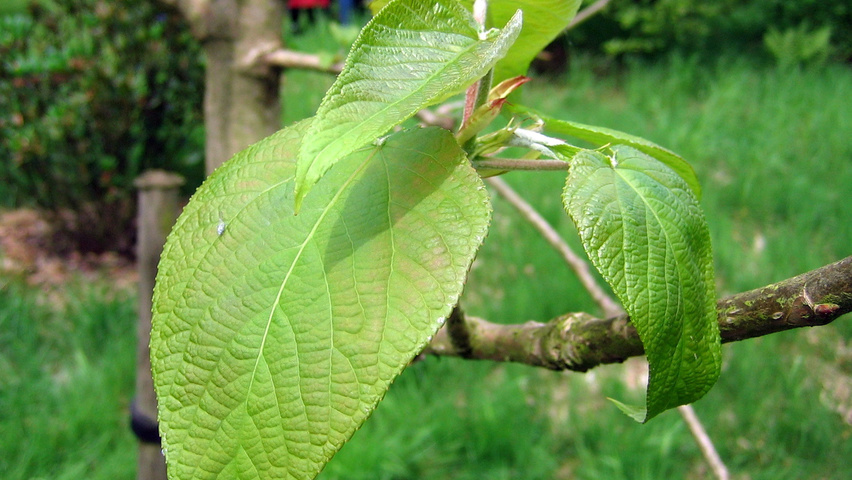 Populus lasiocarpa liście
