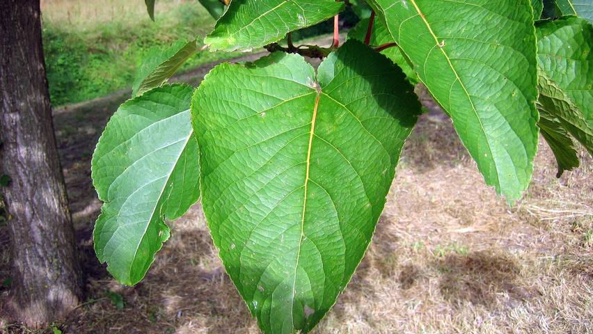 Populus lasiocarpa liście