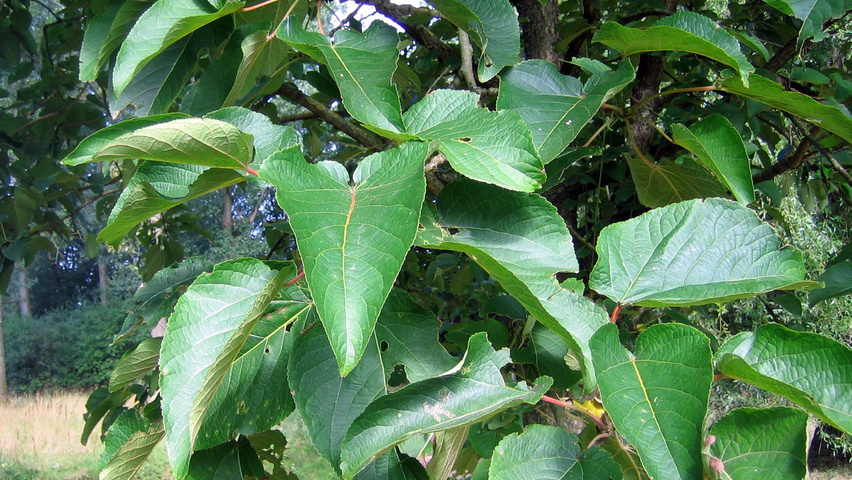 Populus lasiocarpa liście