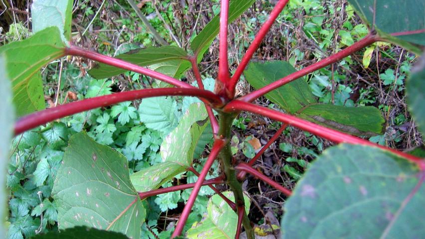 Populus lasiocarpa liście