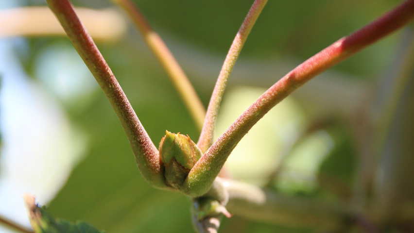 Populus lasiocarpa liście
