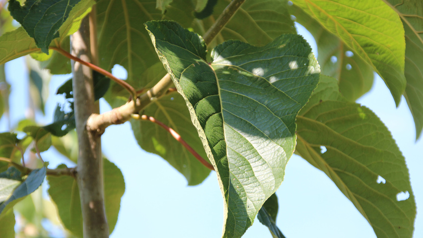 Populus lasiocarpa liście
