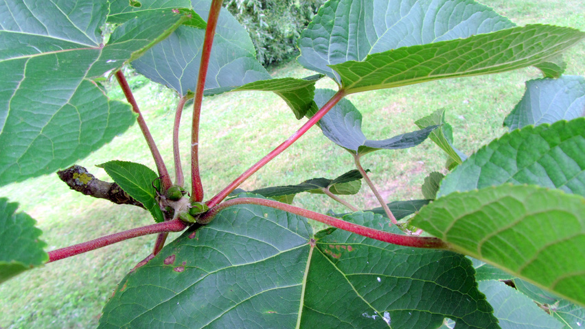 Populus lasiocarpa liście