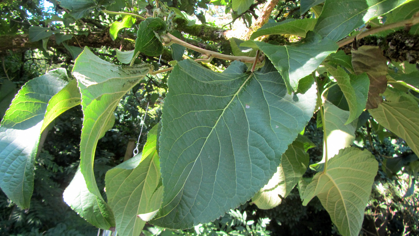 Populus lasiocarpa liście