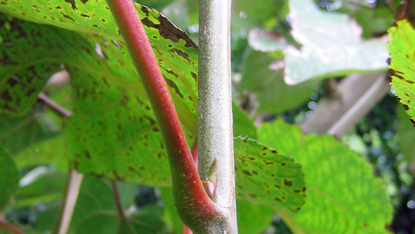 Populus lasiocarpa pędy
