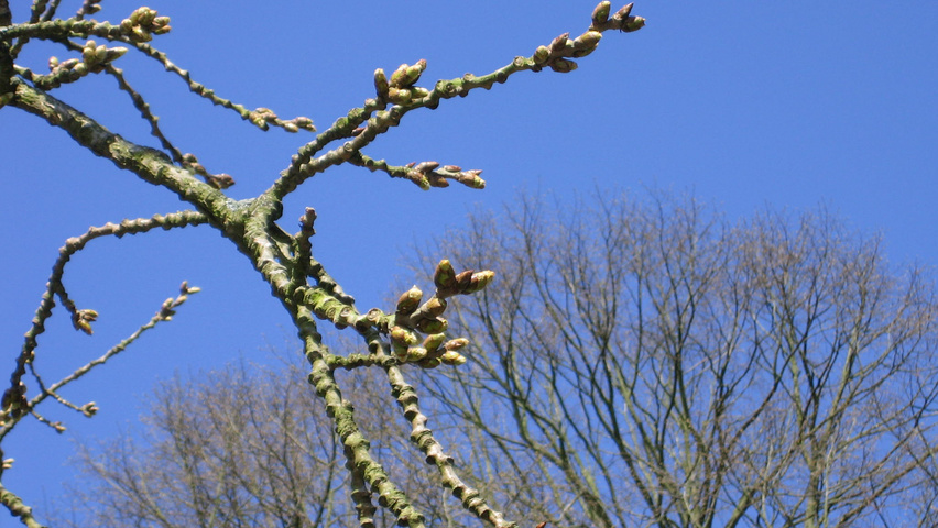 Populus lasiocarpa pędy