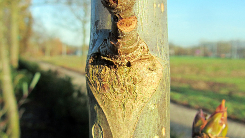 Populus lasiocarpa pędy