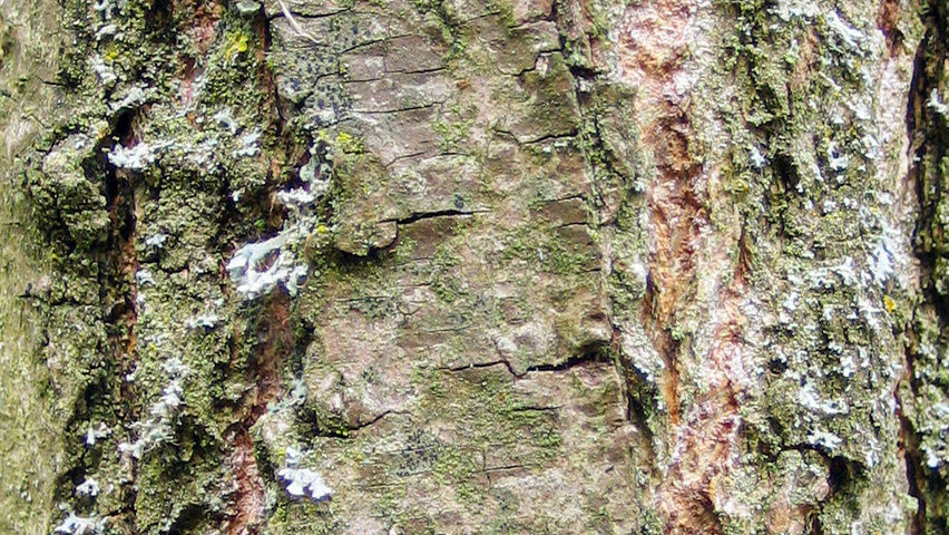 Populus nigra 'Afghanica' bark