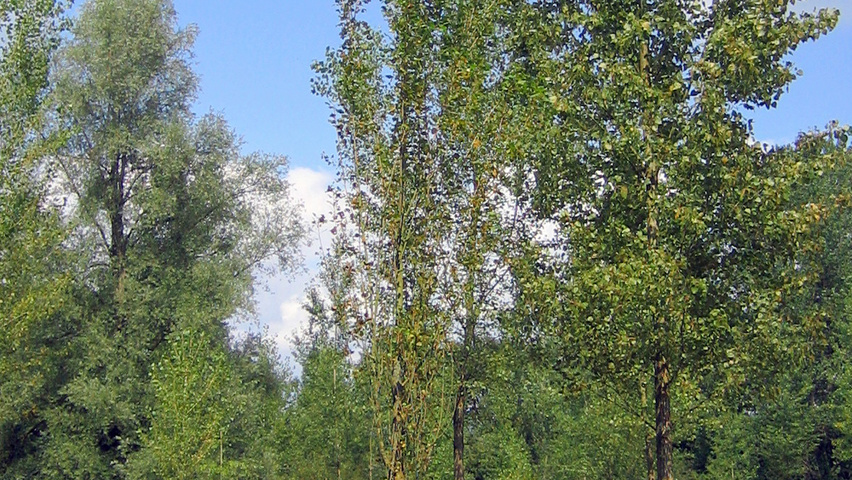 Populus nigra 'Afghanica' standard tree