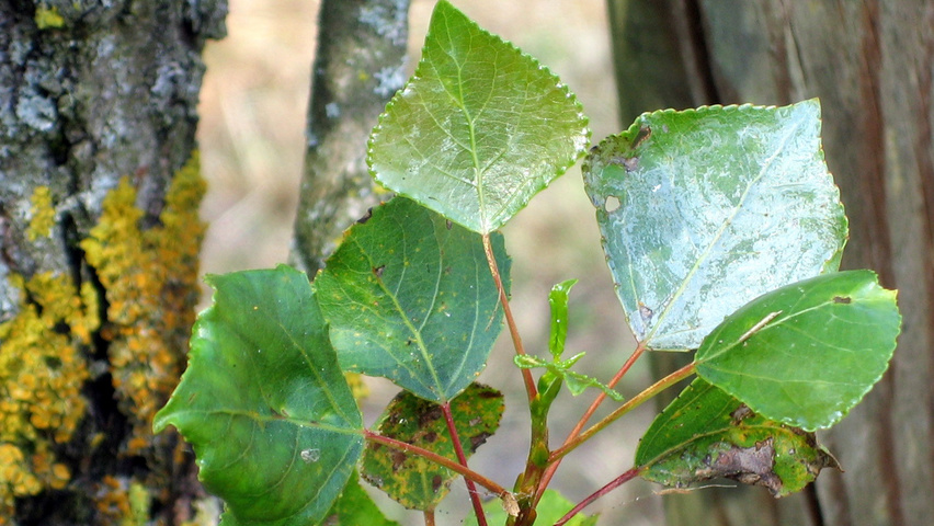 Populus nigra 'Afghanica' leaves