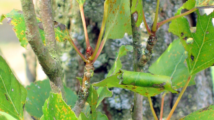 Populus nigra 'Afghanica' twigs