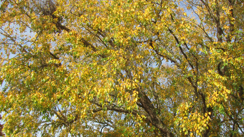 Populus nigra herfstblad