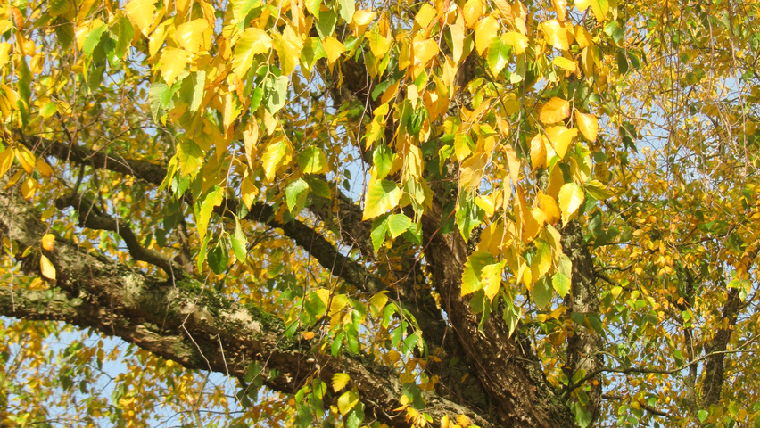 Populus nigra herfstblad