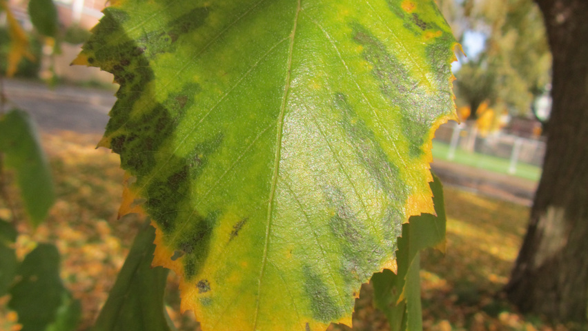 Populus nigra herfstblad