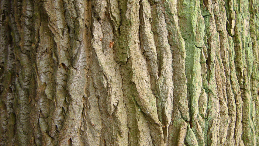 Populus nigra bast