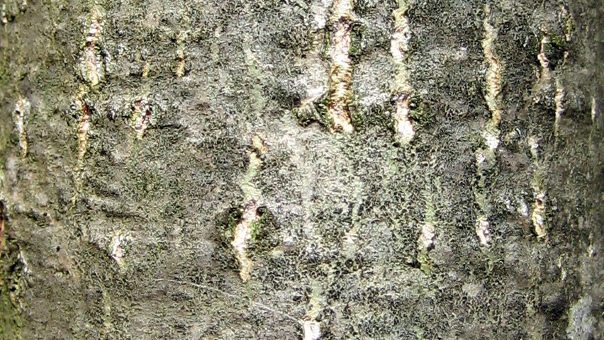Populus nigra bast