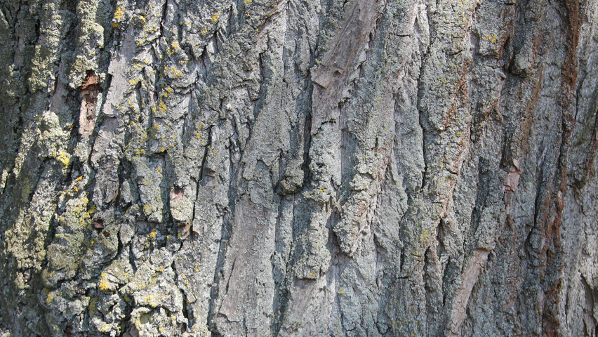 Populus nigra bast