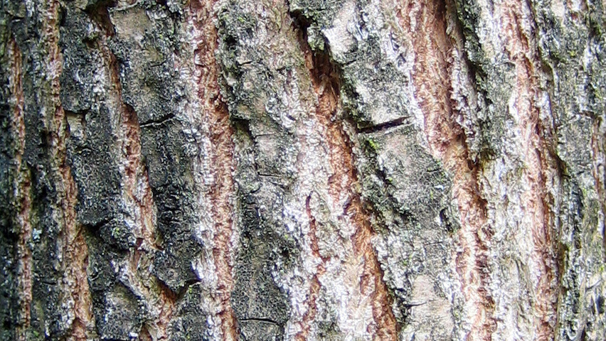 Populus nigra 'Brandaris' bast