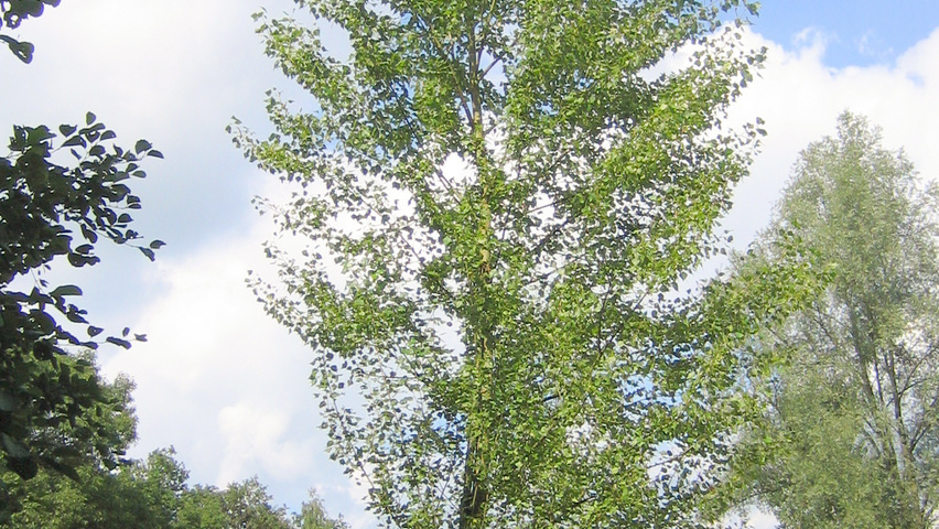 Populus nigra 'Brandaris' hoogstam