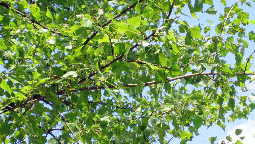 Populus nigra 'Brandaris' blad