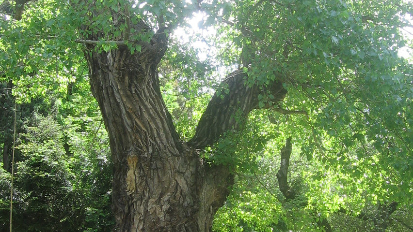 Populus nigra karakteristiek