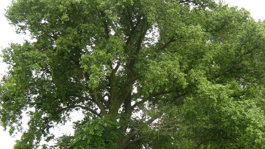 Populus nigra hoogstam