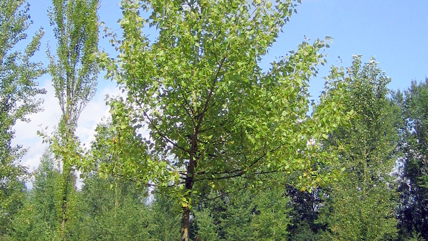 Populus nigra hoogstam