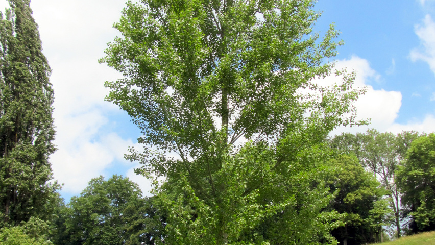 Populus nigra hoogstam