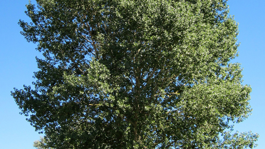 Populus nigra hoogstam