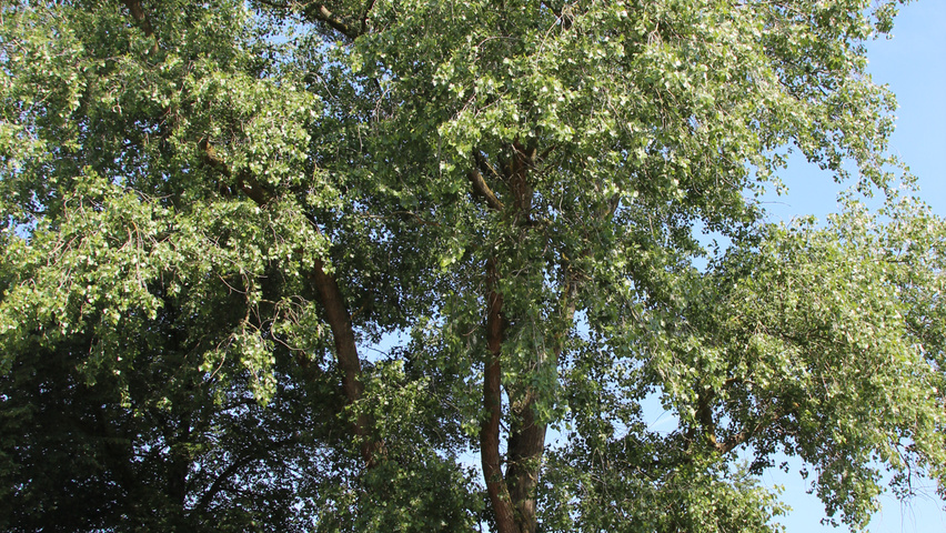 Populus nigra hoogstam