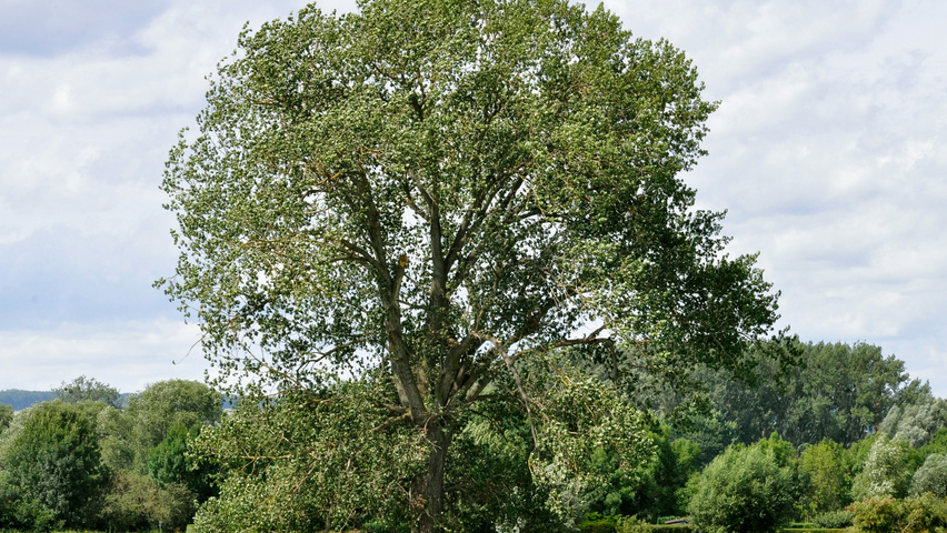 Populus nigra hoogstam