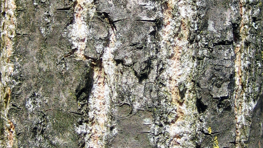 Populus nigra 'Italica' bast