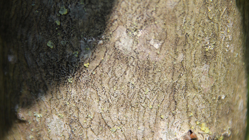 Populus nigra 'Italica' bast