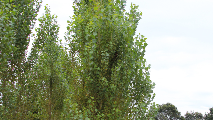 Populus nigra 'Italica' beveerd