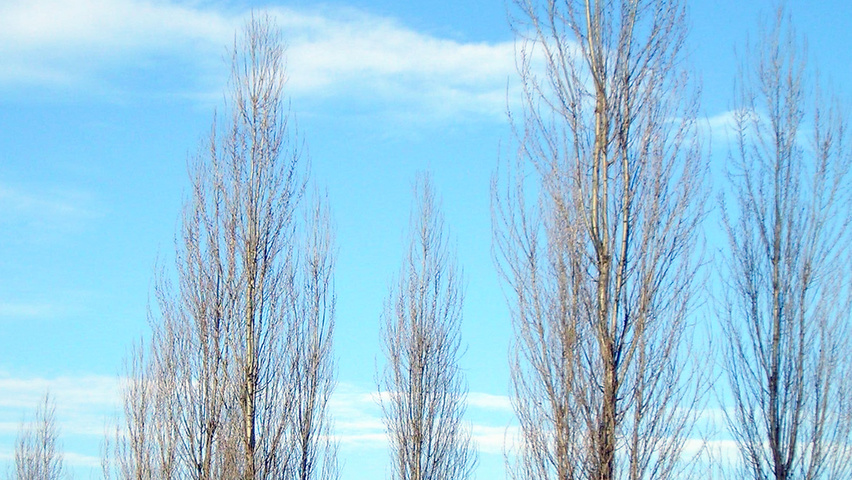 Populus nigra 'Italica' beveerd