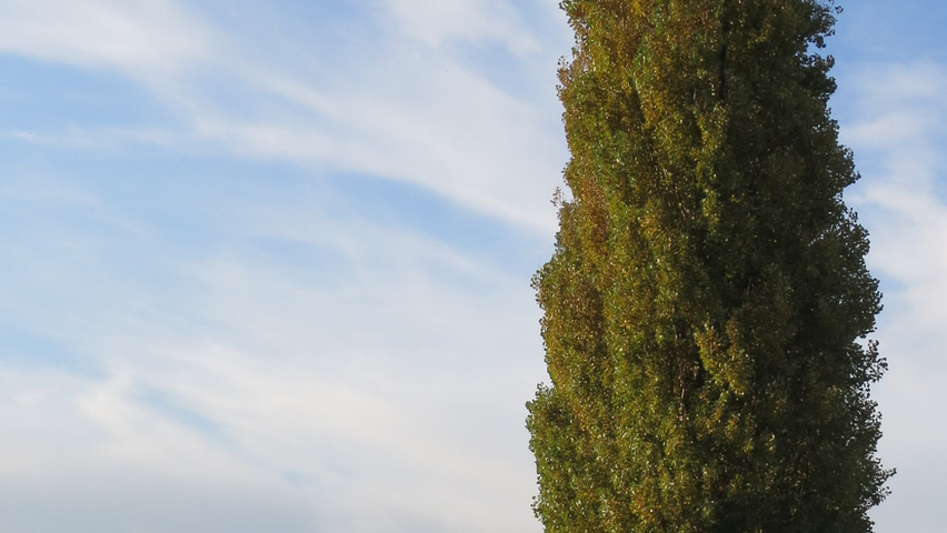 Populus nigra 'Italica' beveerd
