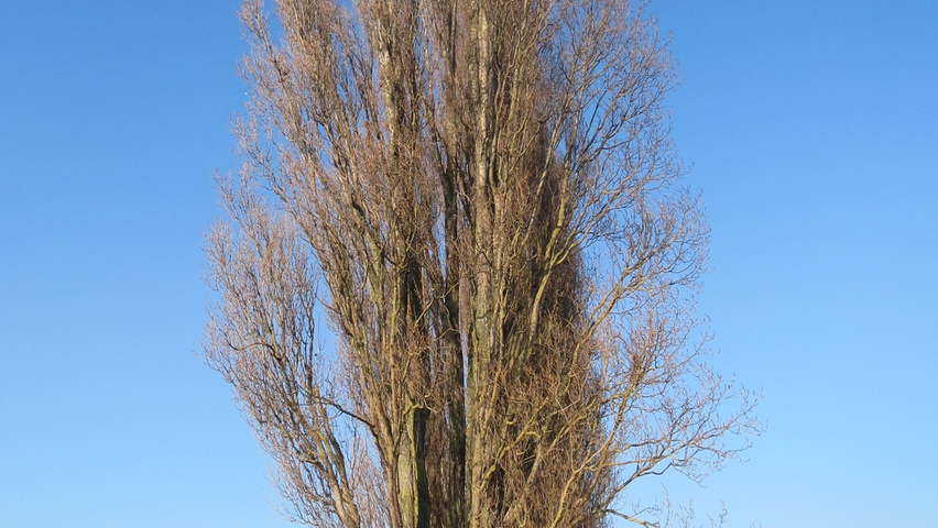 Populus nigra 'Italica' beveerd
