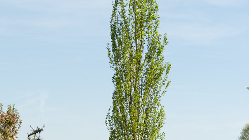 Populus nigra 'Italica' beveerd