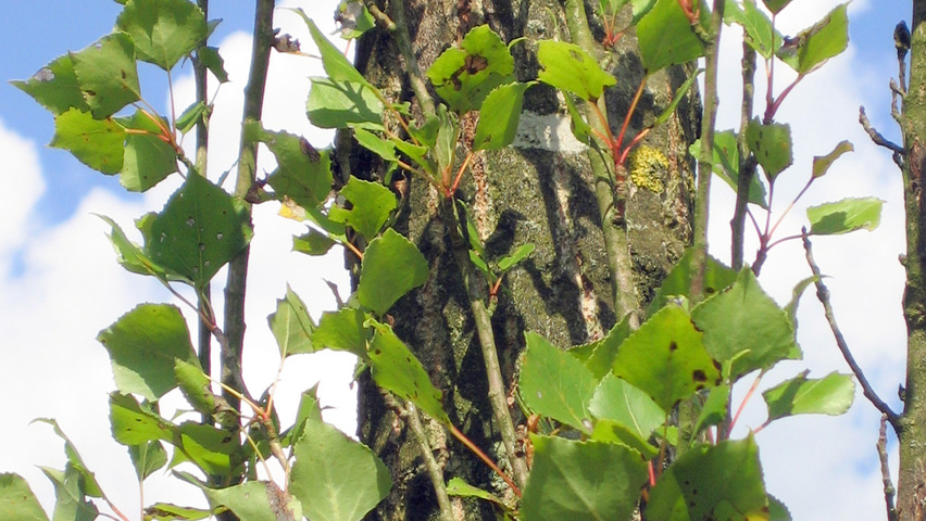Populus nigra 'Italica' blad