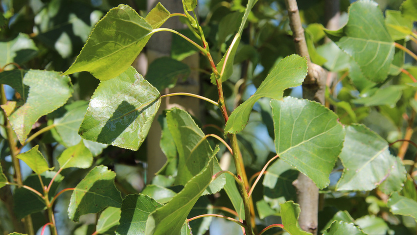 Populus nigra 'Italica' blad